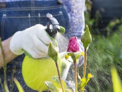 Verticilliose de jardin : quel traitement ?