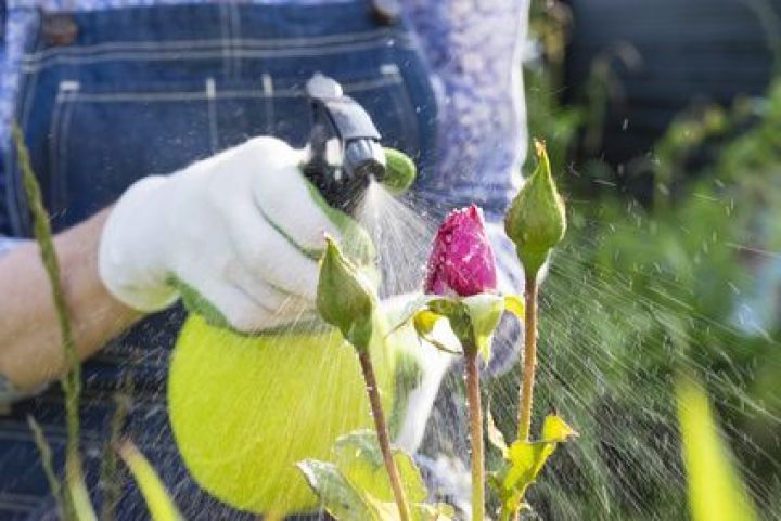 Verticilliose de jardin : quel traitement ? Verticilliose de jardin : quel traitement ?